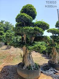 Ficus Multi Head {3m/4m}